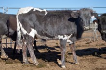 JH Rural Safari Son x Winning Caliber 2024 bull