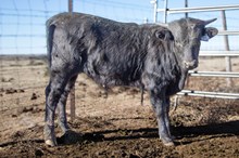 JH Rural Safari Son x RR Red Clover 2024 bull